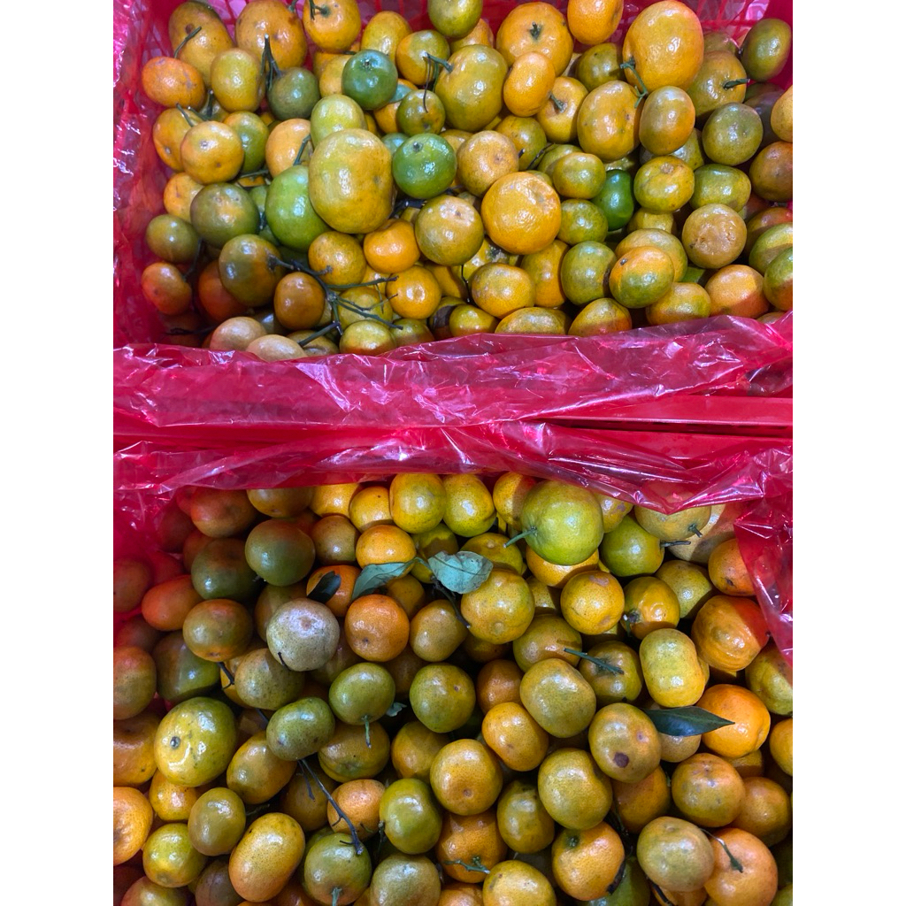 

Jeruk santang daun mix warna hijau-oren