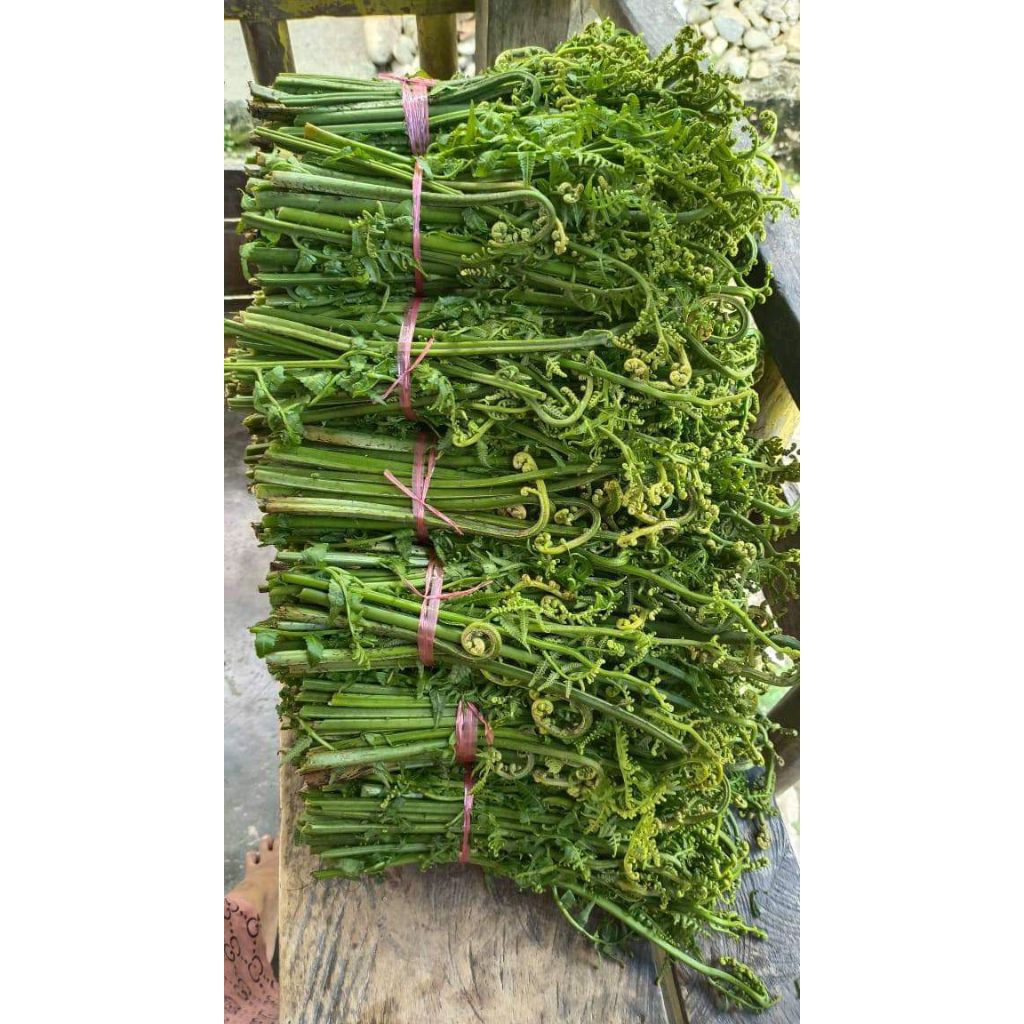

Pakis sayur fresh paku sayur murah