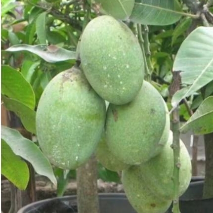 

Tanaman mangga manalagi 1 meter