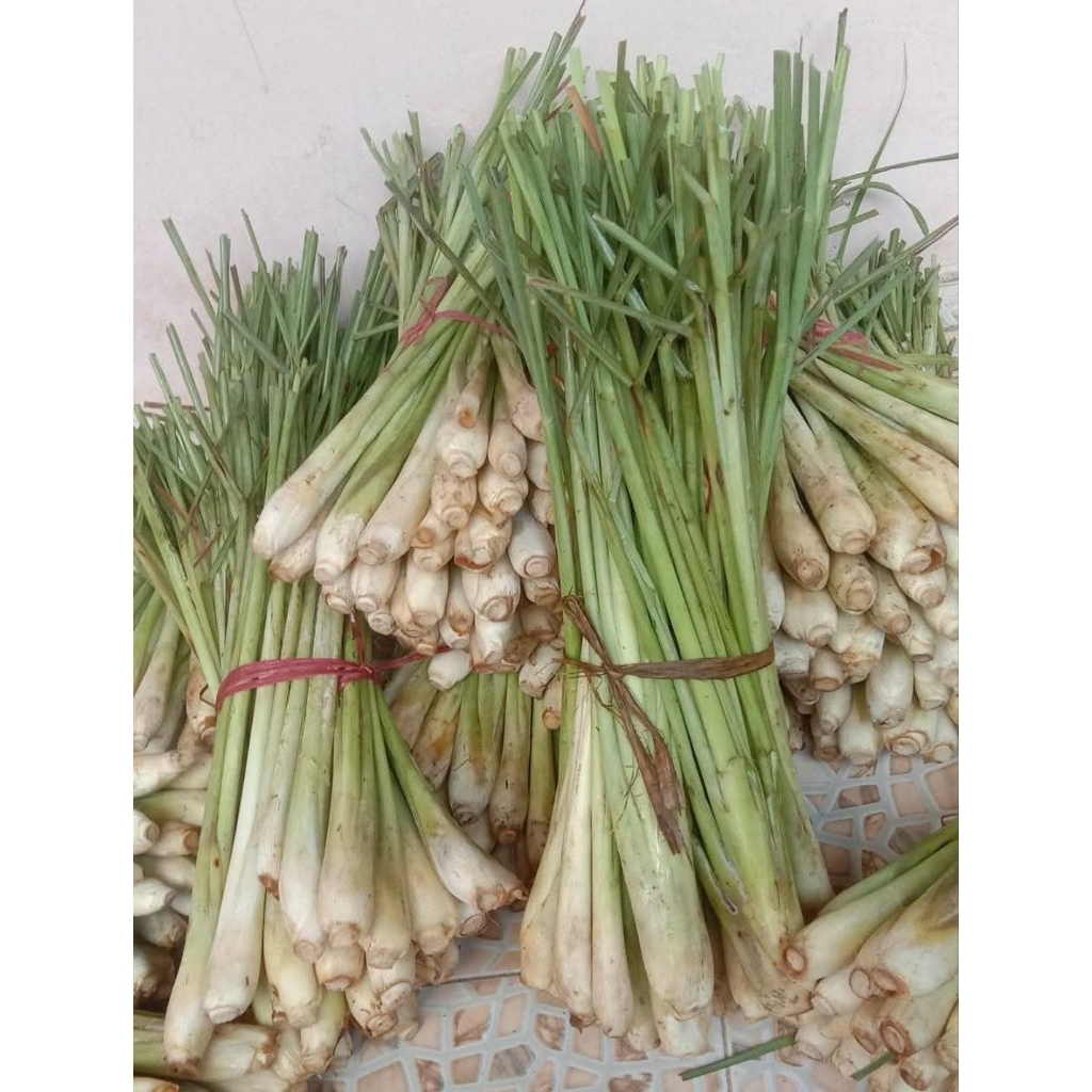 

Sereh Segar Beli Baru Petik 250gr Organik Tanpa Pestisida