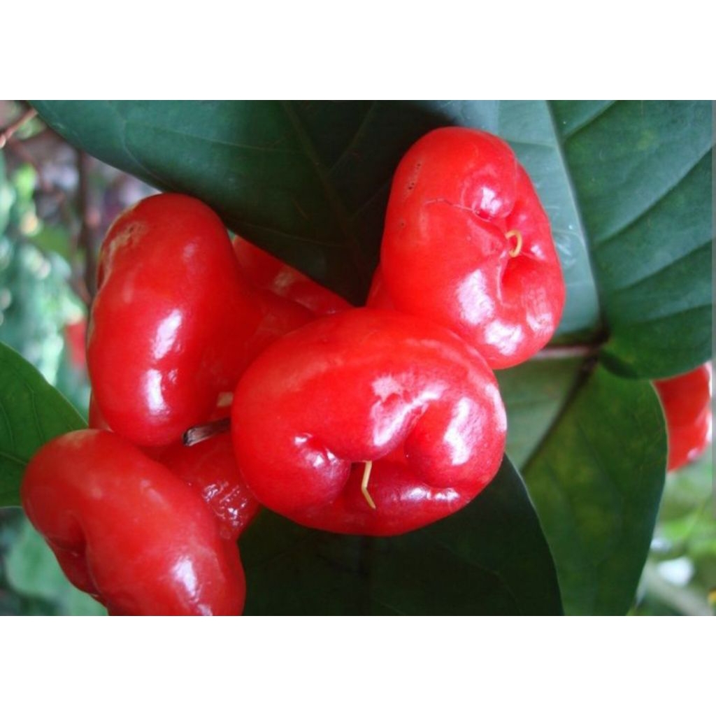 

jambu air 1kg