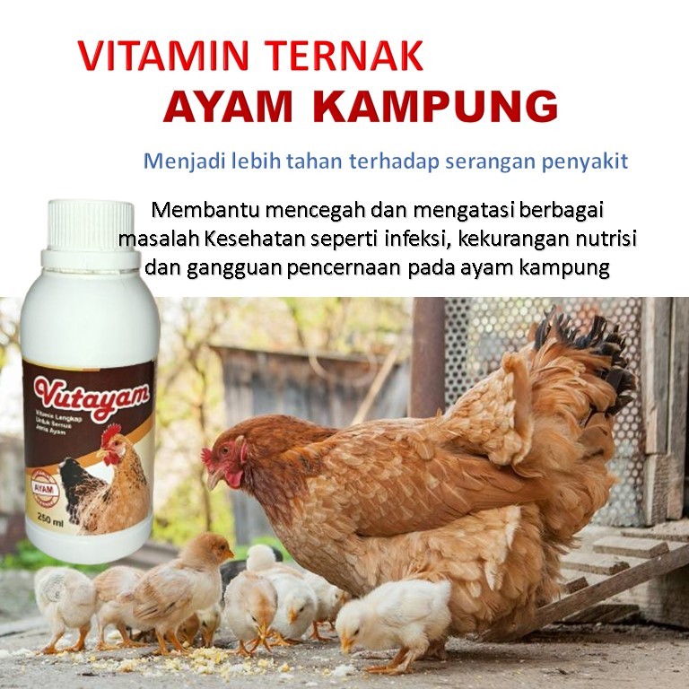 Vitamin ayam agar cepat gemuk / vitamin ayam / vitamin ayam kampung cepat besar