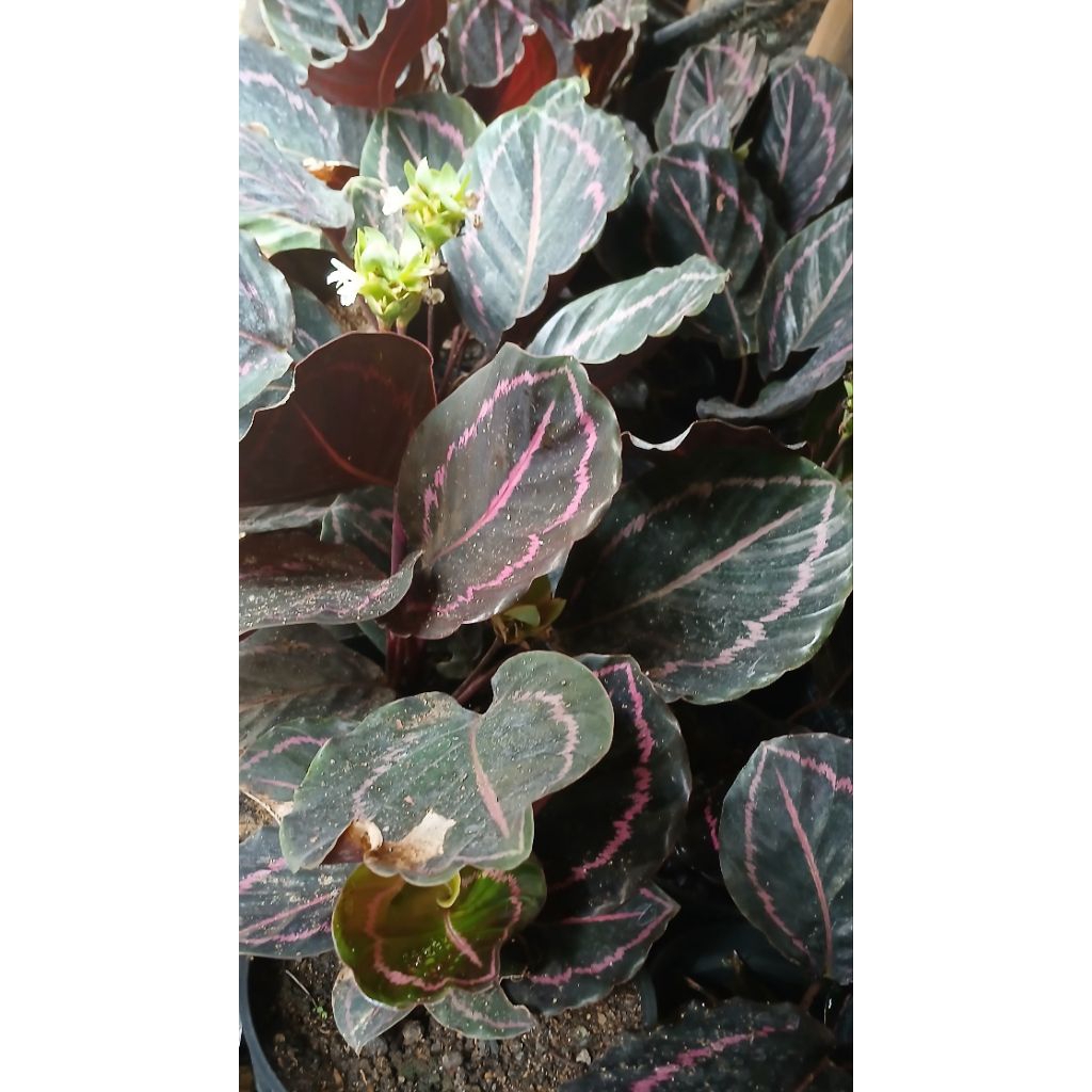 Calathea black lipstik dewasa