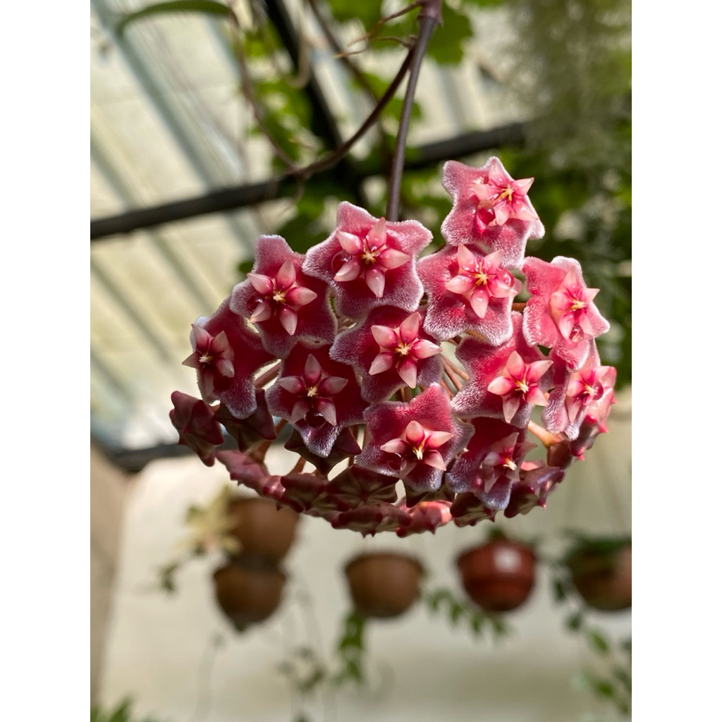 hoya publycalyx splash