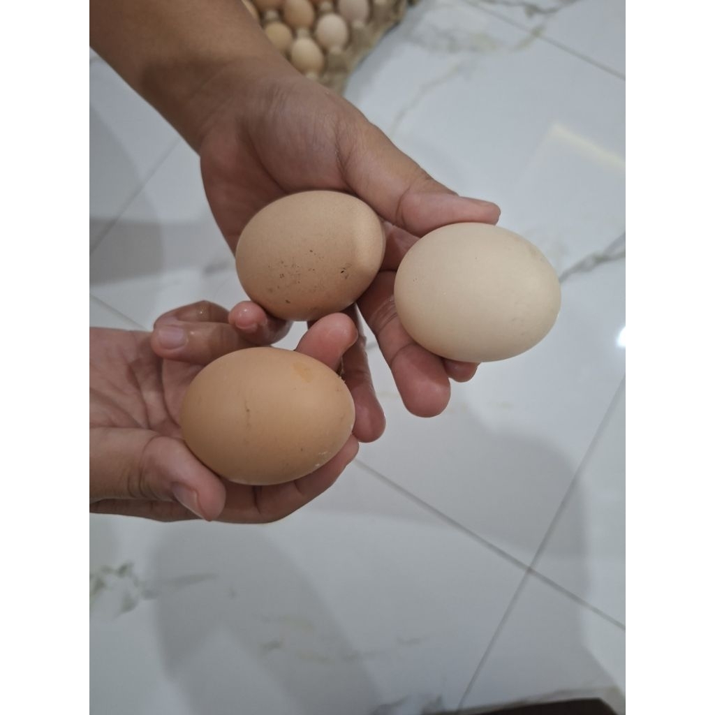 

Telur Ayam Kampung Asli per butir