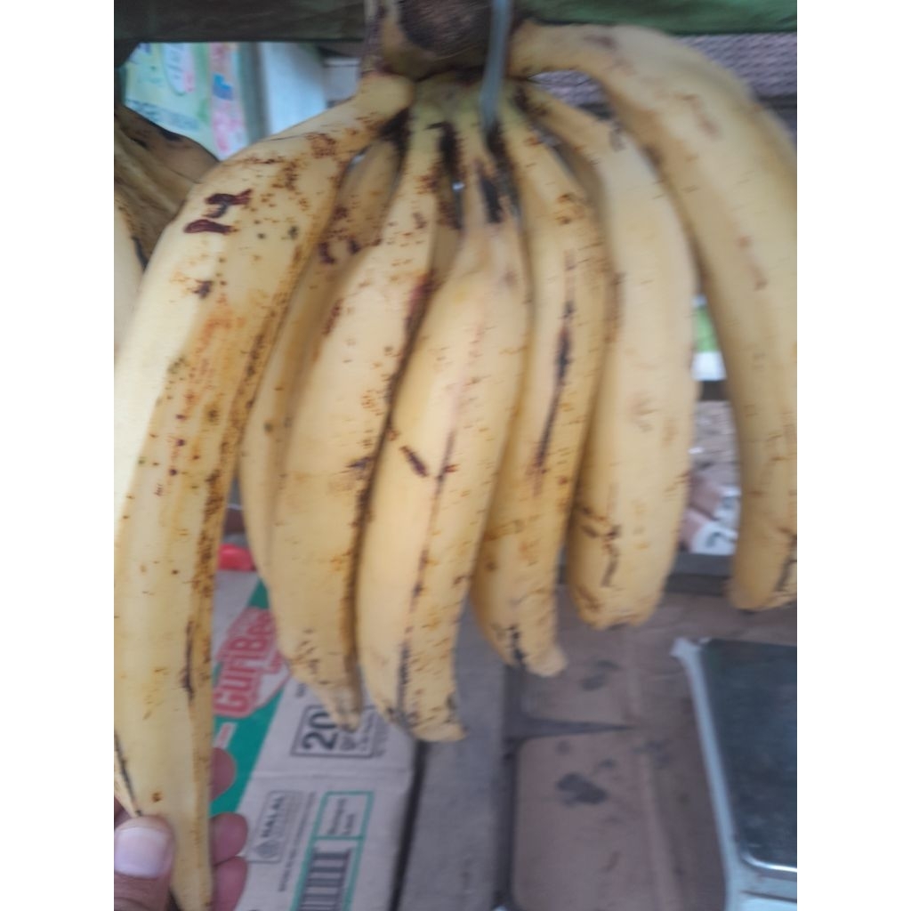

Pisang tanduk/pisang galek per pcs