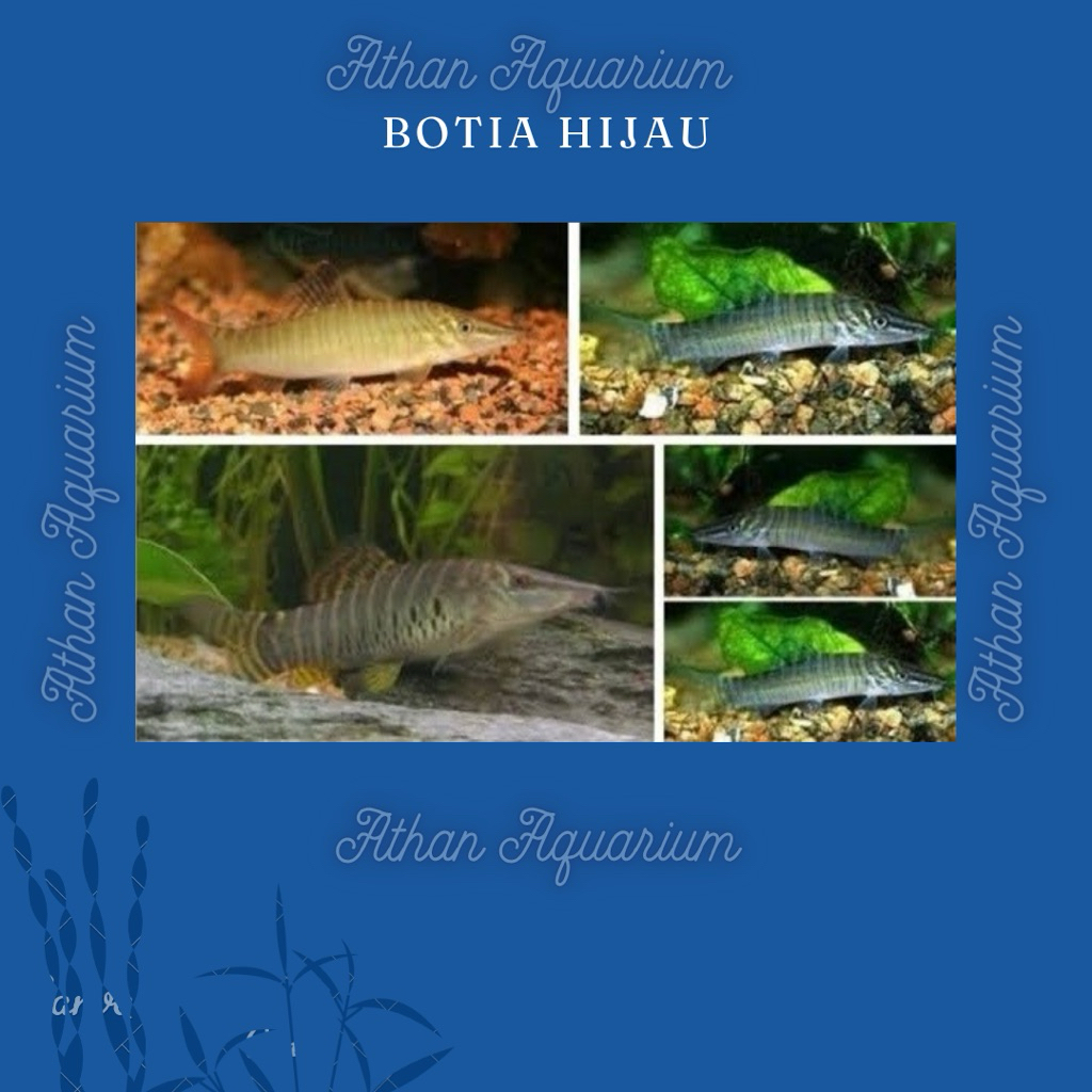 Botia Hijau/Green Size kecil uk 5-6cm