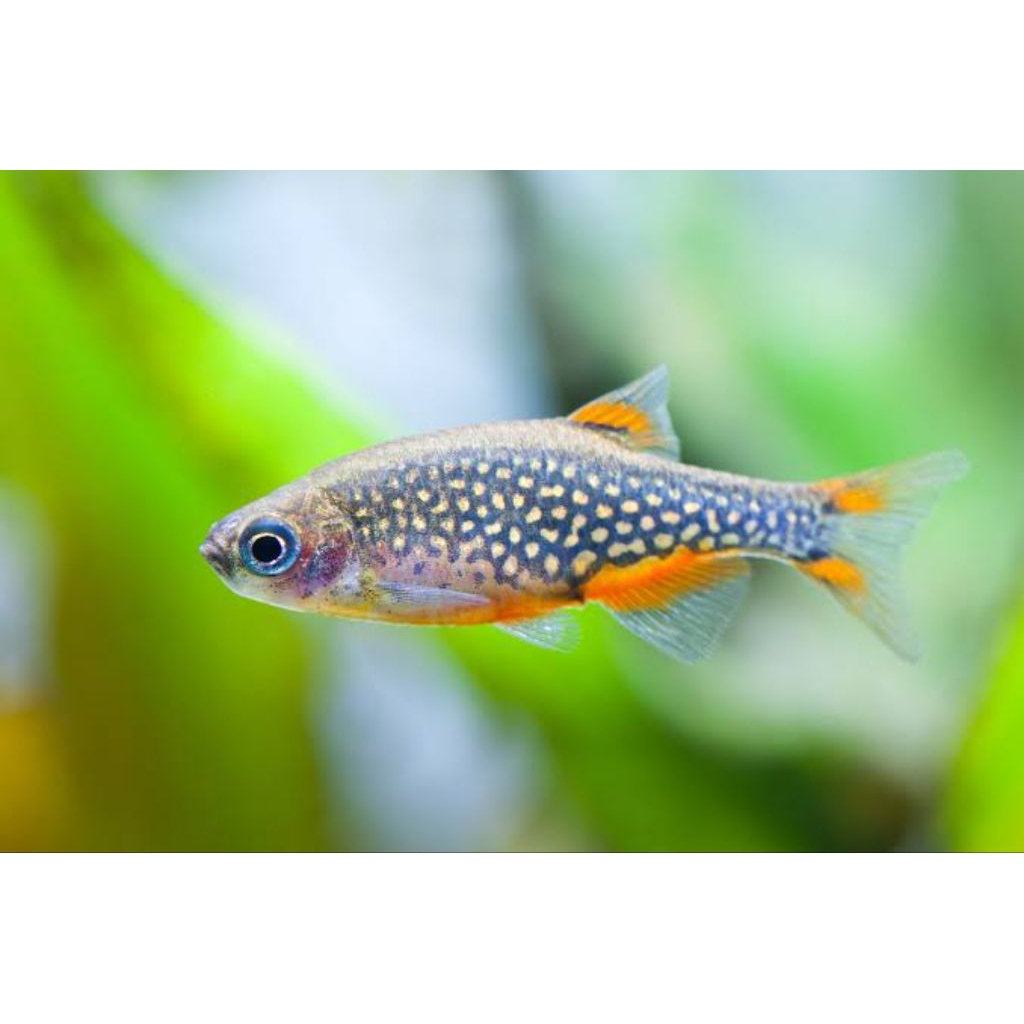 Ornamental Galaxy Rasbora