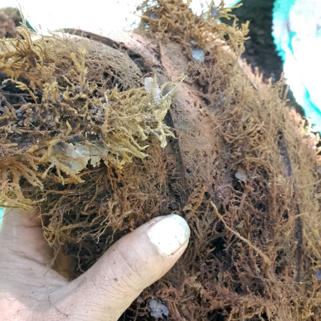 akar kadaka moss media tanam