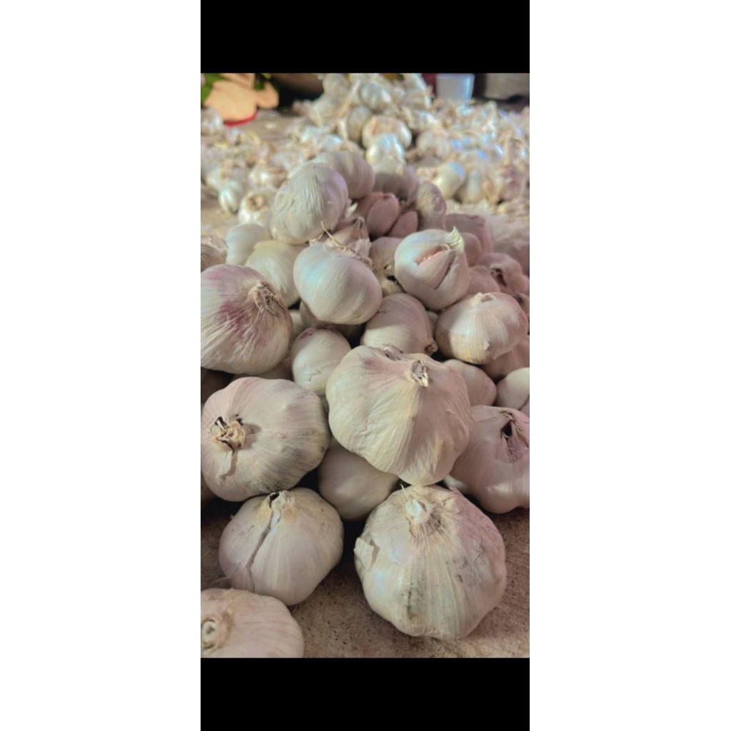 

bawang putih