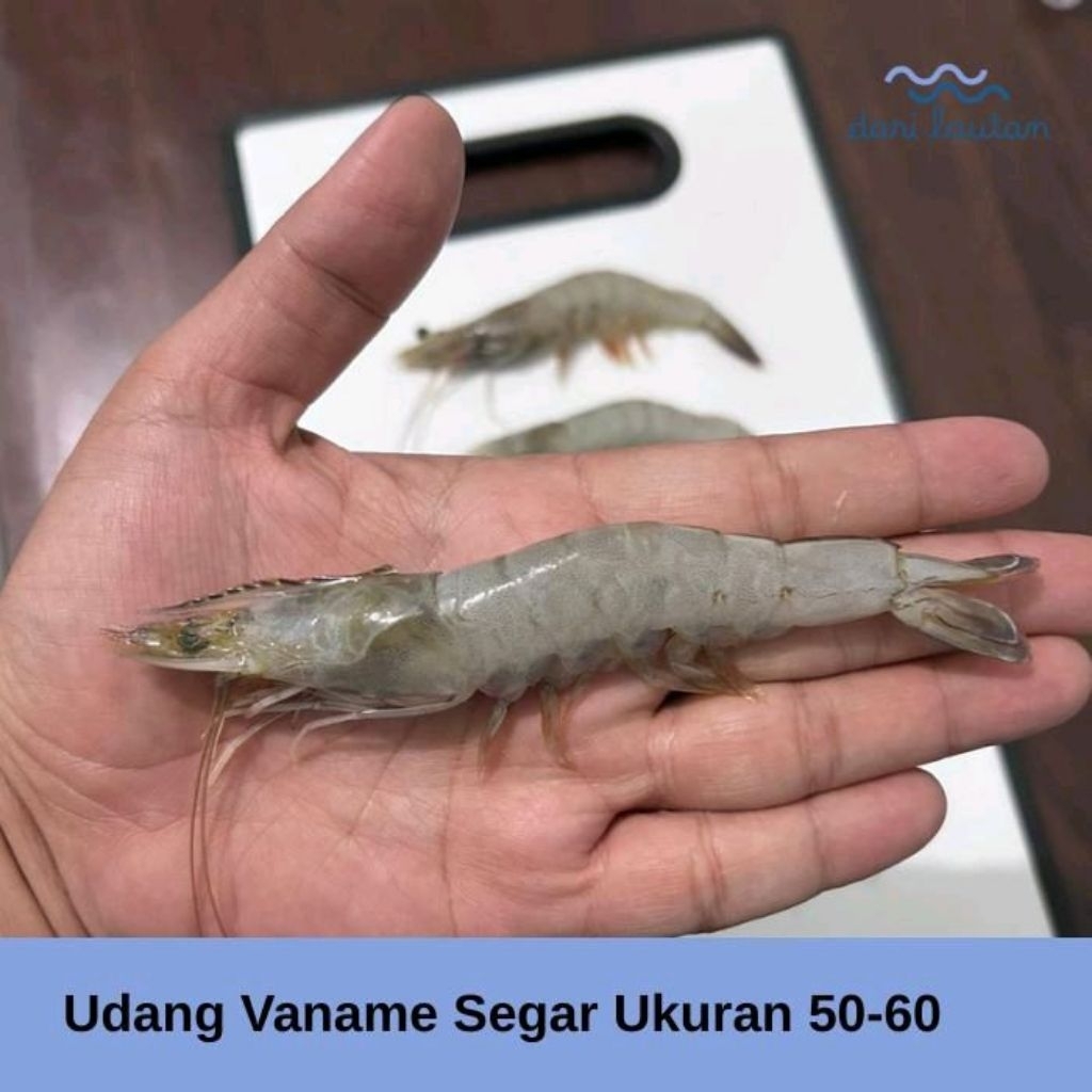 

Udang Vaname Segar Ukuran 50-60 1kg-500gr
