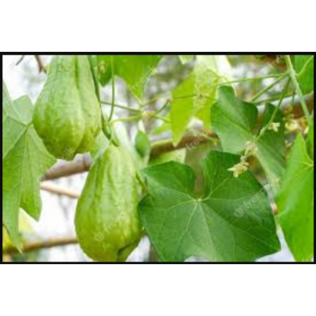 

LABU SIAM - 1 kg # TANI SYUKUR 165