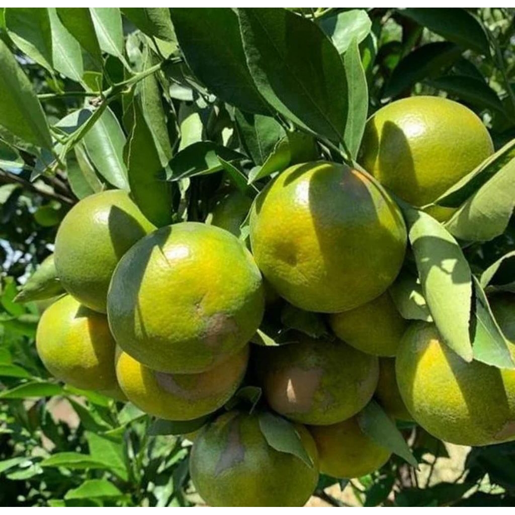 

Bibit jeruk tayam madu berbuah