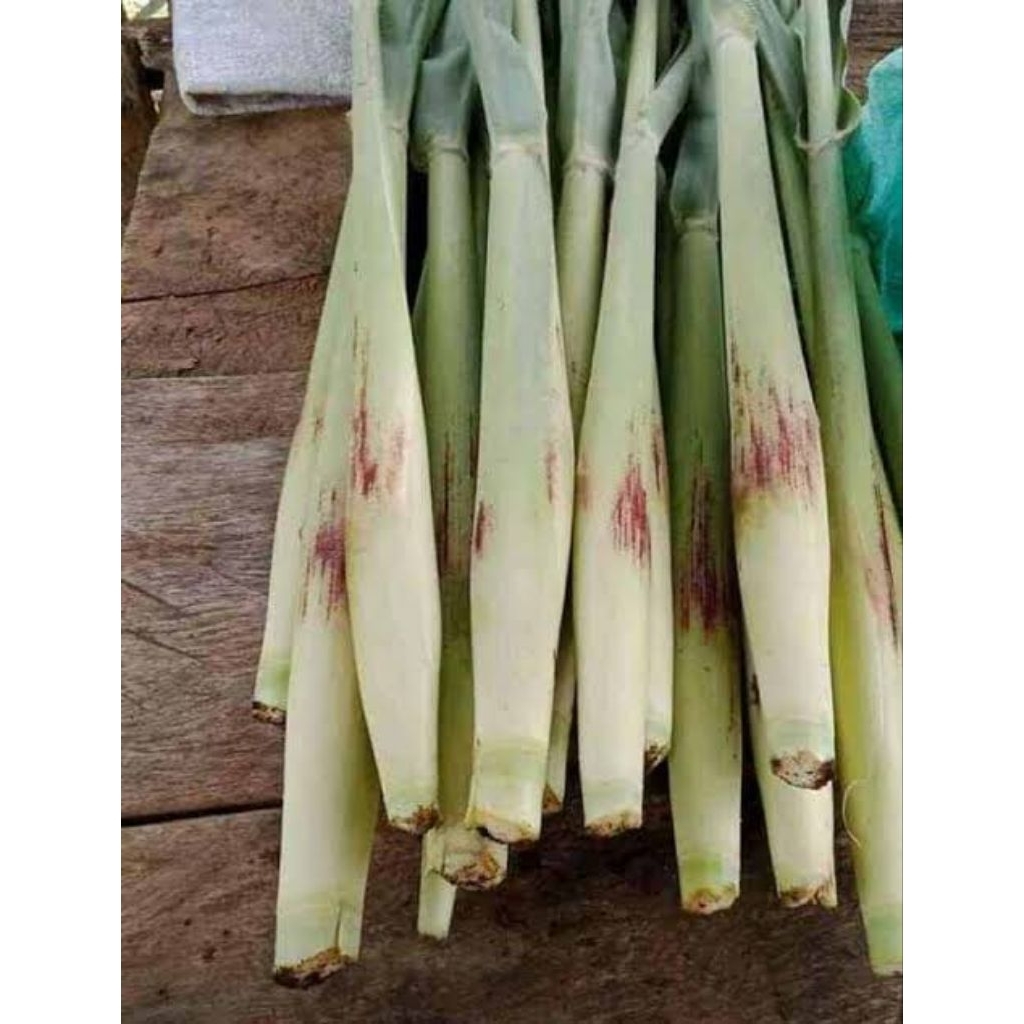 

turubuk/telur tebu segar