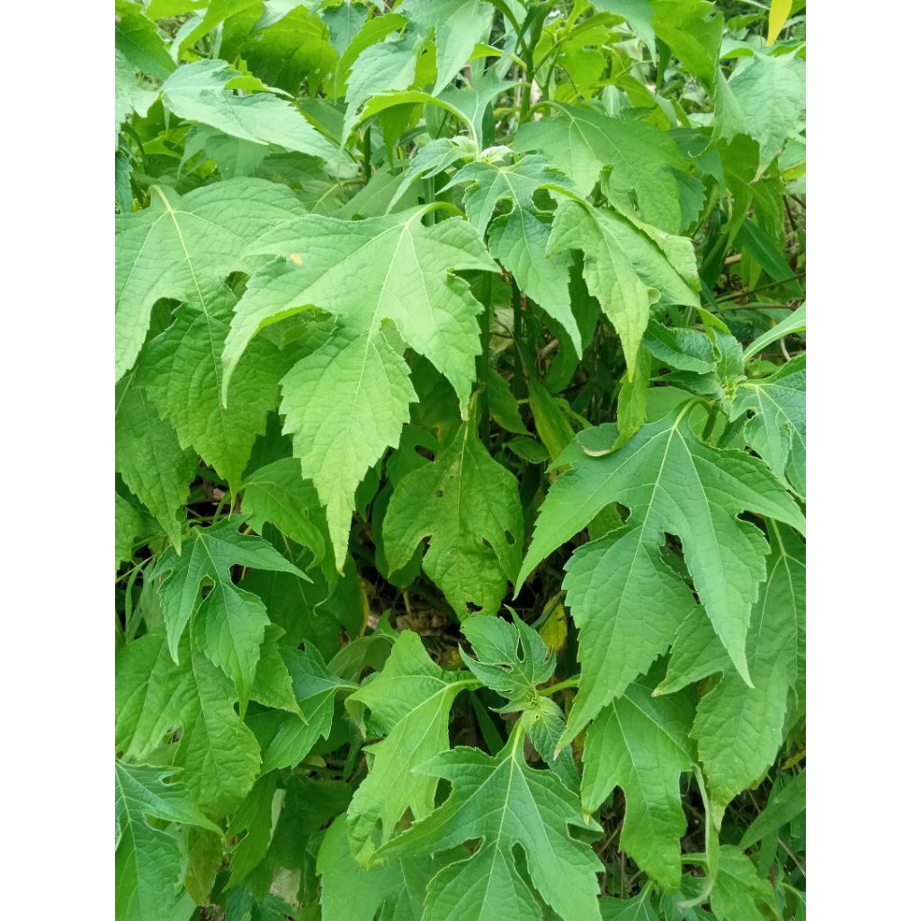 

Daun insulin segar kemasan 1 kg