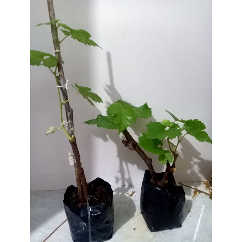 Bibit anggur jupiter ownroot (martha collection)
