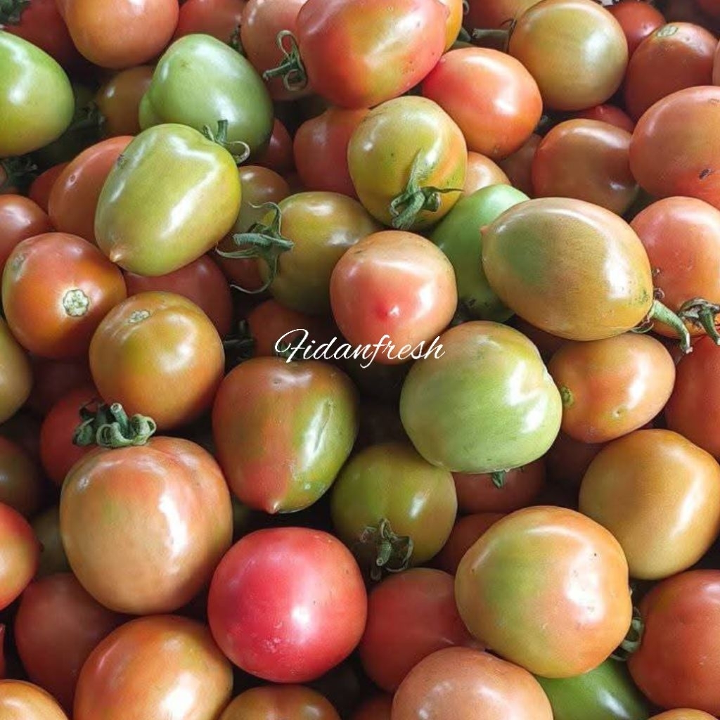 

Tomat Fresh 1kg Hasil Kebun Sendiri