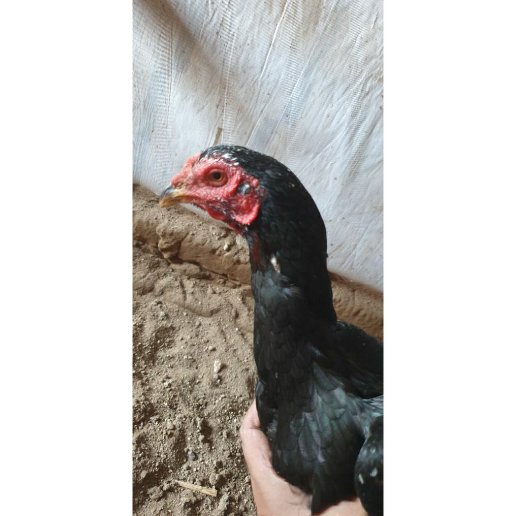 Indukan Ayam Birma Malow telur biru/hijau