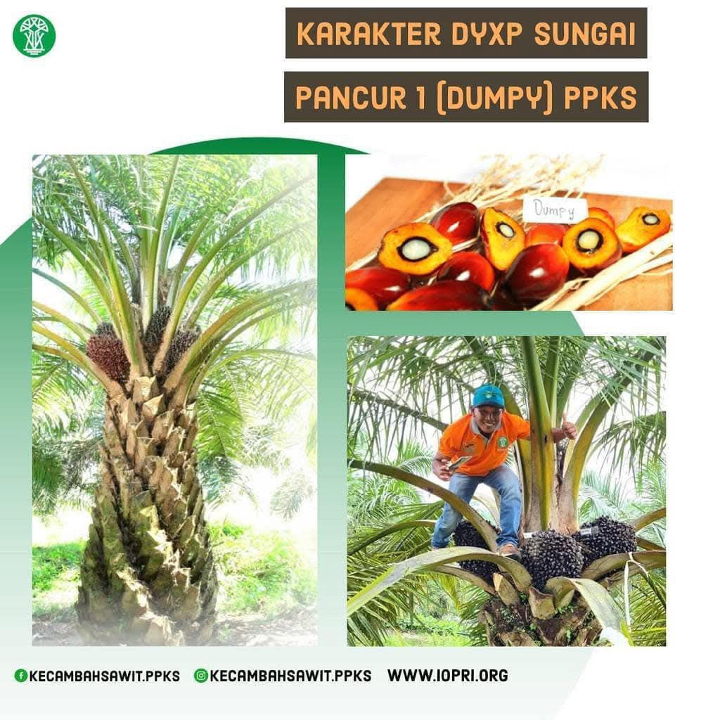 benih bibit polong kecambah sawit ppks dumpy sungai pancur