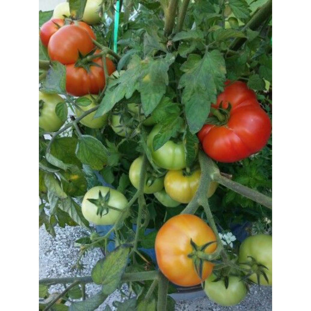 

TOMAT RANTI / 1KG TOMAT RANTI BANYUWANGI