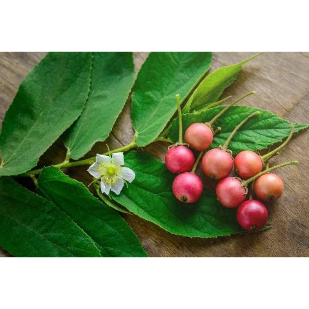 

Daun pucuk kersen segar 250 gram