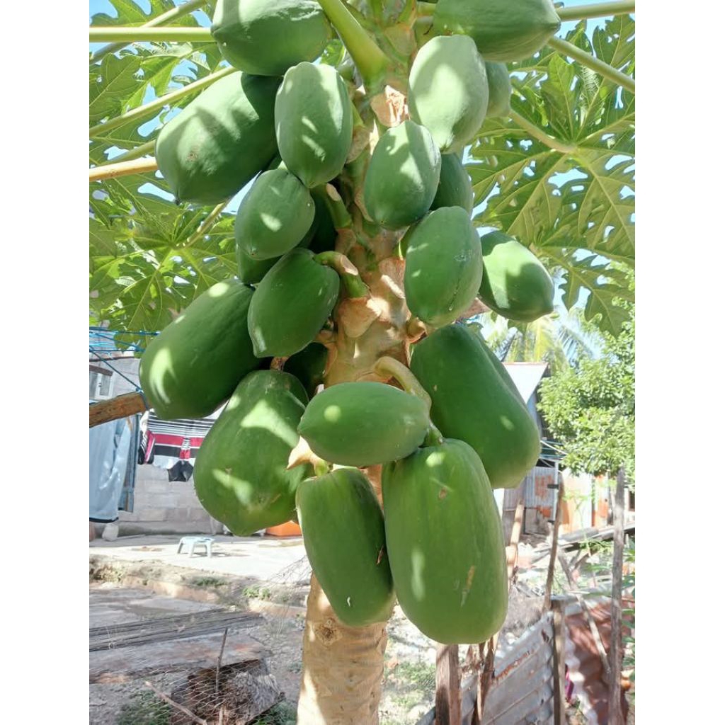 

pepaya sayur perbiji 4000
