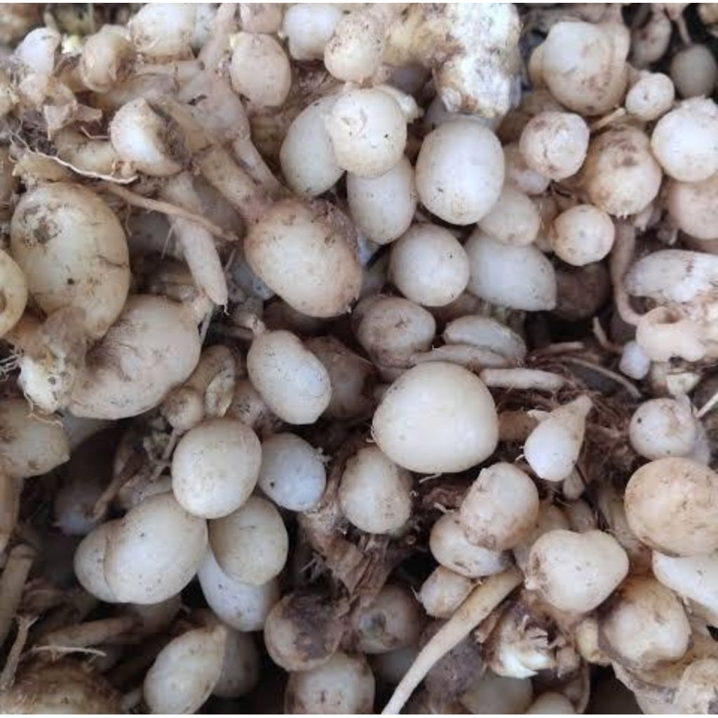 

kunyit putih/kunyit gembyok kunci Pepet 1kg