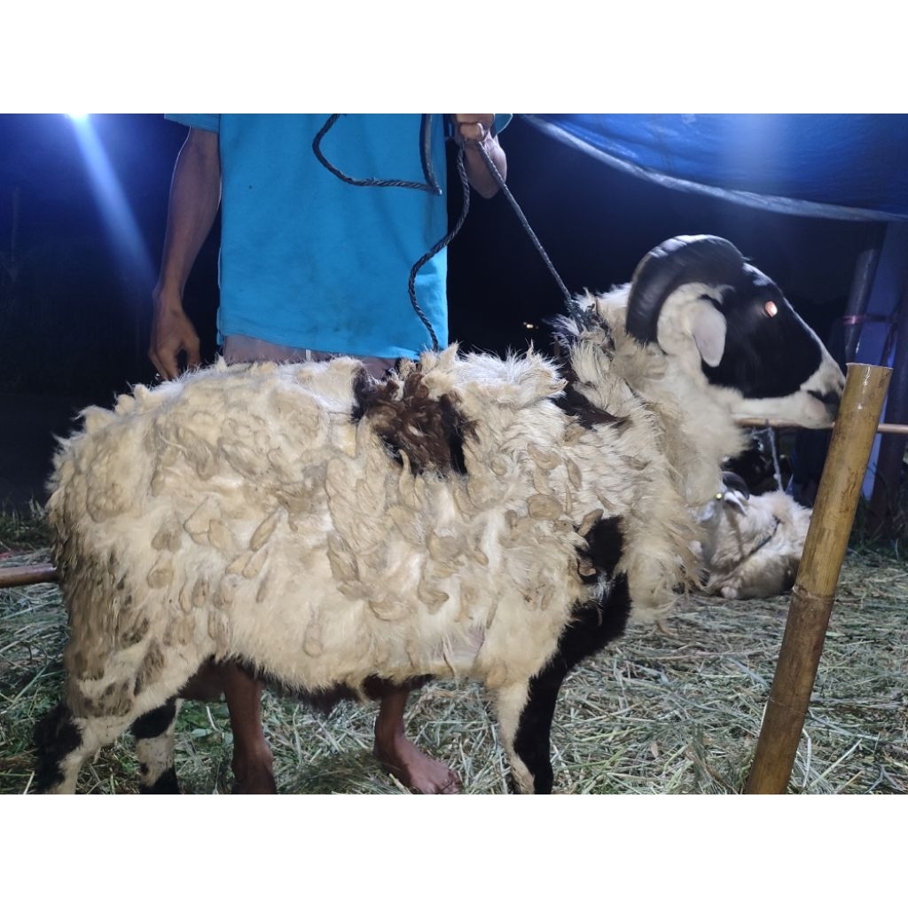 Kambing domba qurban