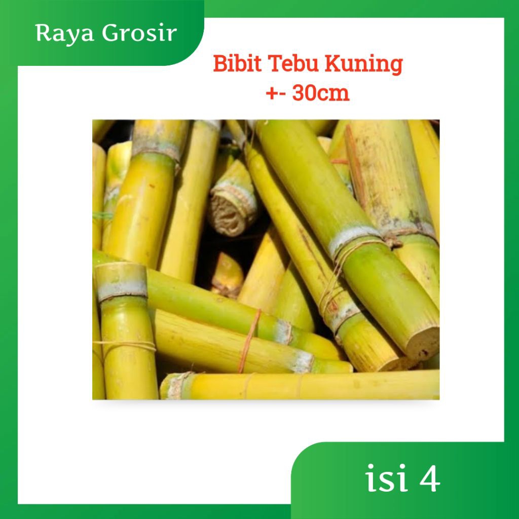 

Tebu Kuning Manis Bisa Untuk Bibit Isi 4 Potong