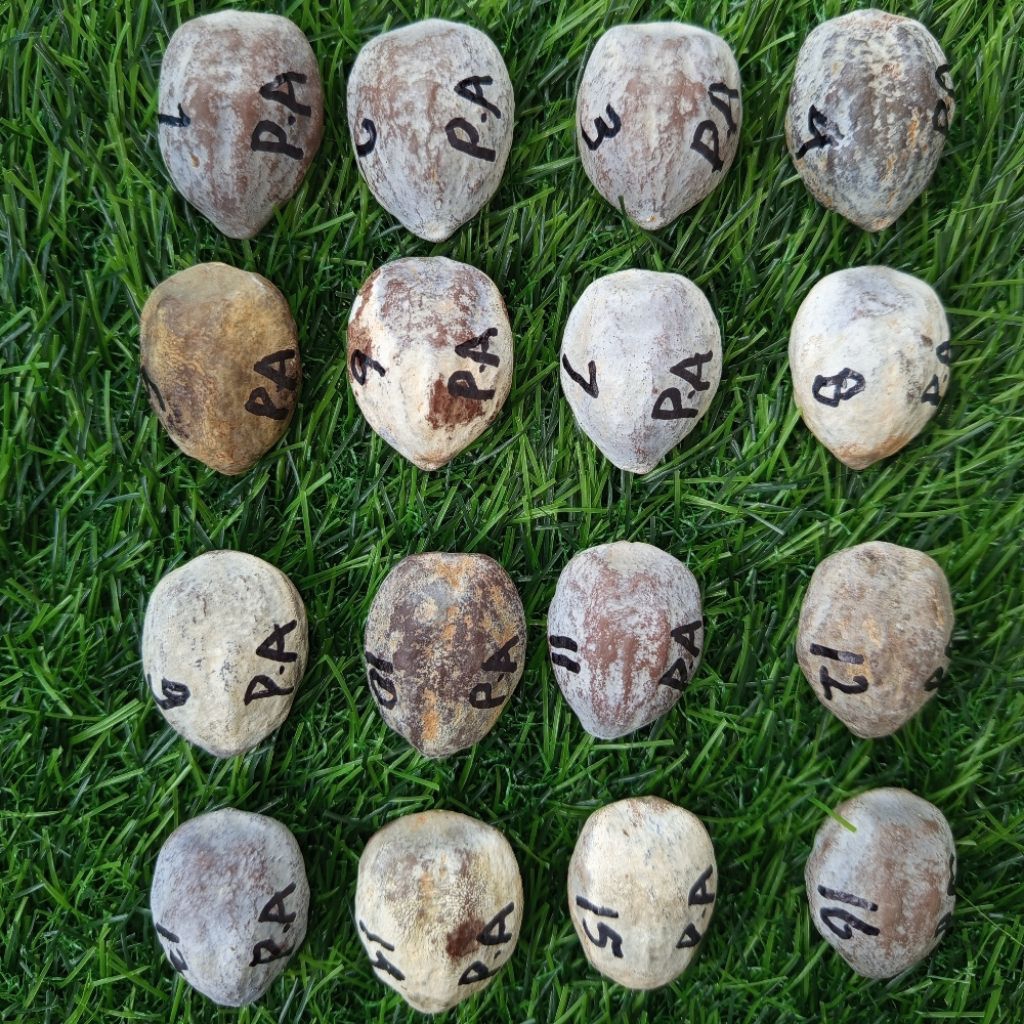 Muncang Jawa Pedang Arin Original AA MUNCANG