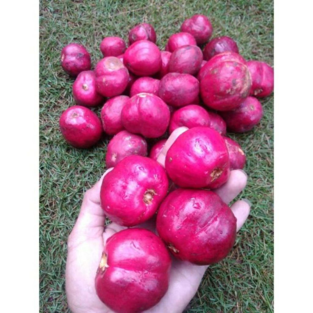 

Jual buah mahkota dewa Segar petik dadakan ketika orderan masuk size 1kg