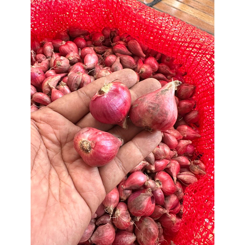 

bawangku brebes asli 2kg