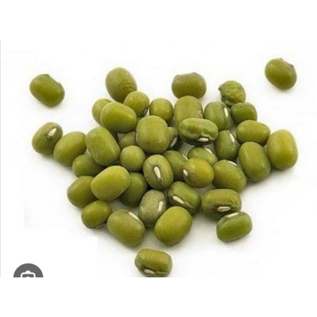 

bibit kacang hijau dijamin tumbuh lebat