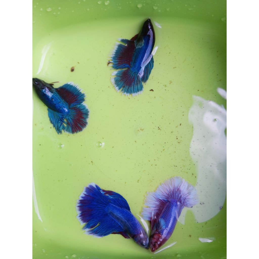 Plastik gambar cupang HM/bagan betina siap bread