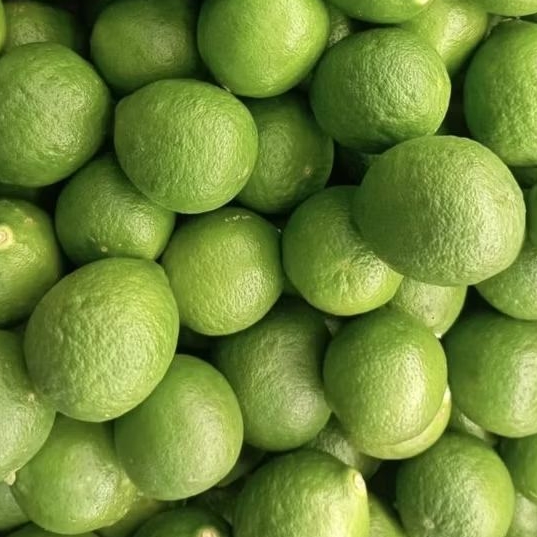

INSTAN KOTA JAMBI Jeruk Nipis 200gr