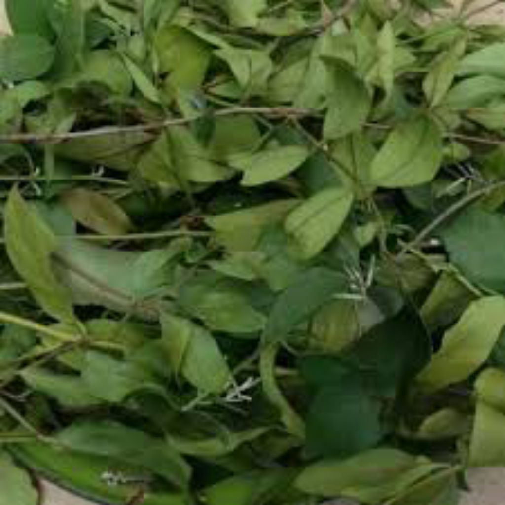 

daun benalu jeruk 300grm