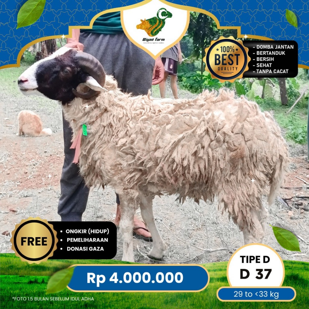

Domba Qurban Tipe D 37, berat 29 sd 33 Kg