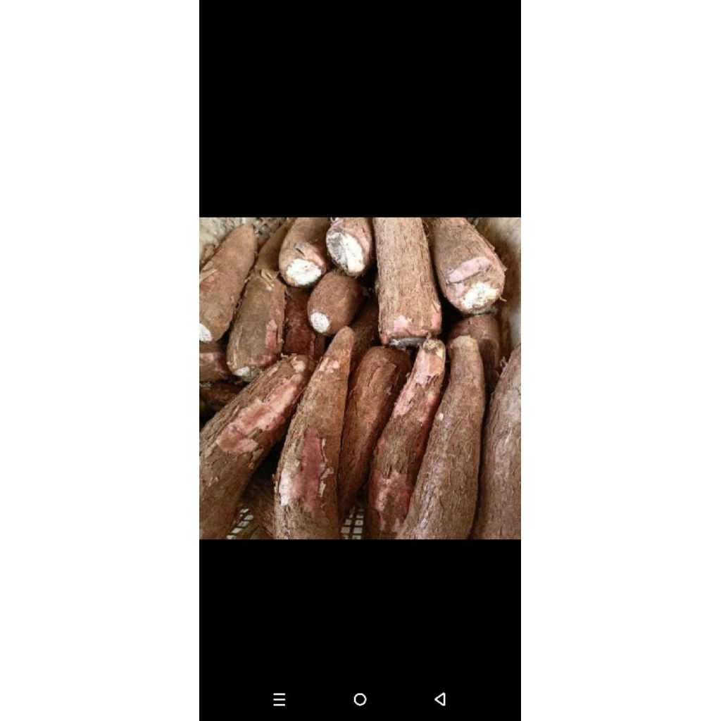 

terlaris singkong kulit merah pulen 1kg