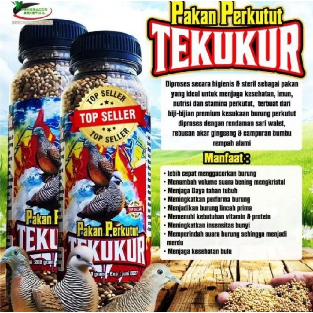 PAKAN PERKUTUT PAKAN  BURUNG PERKUTUT  TEKUKUR