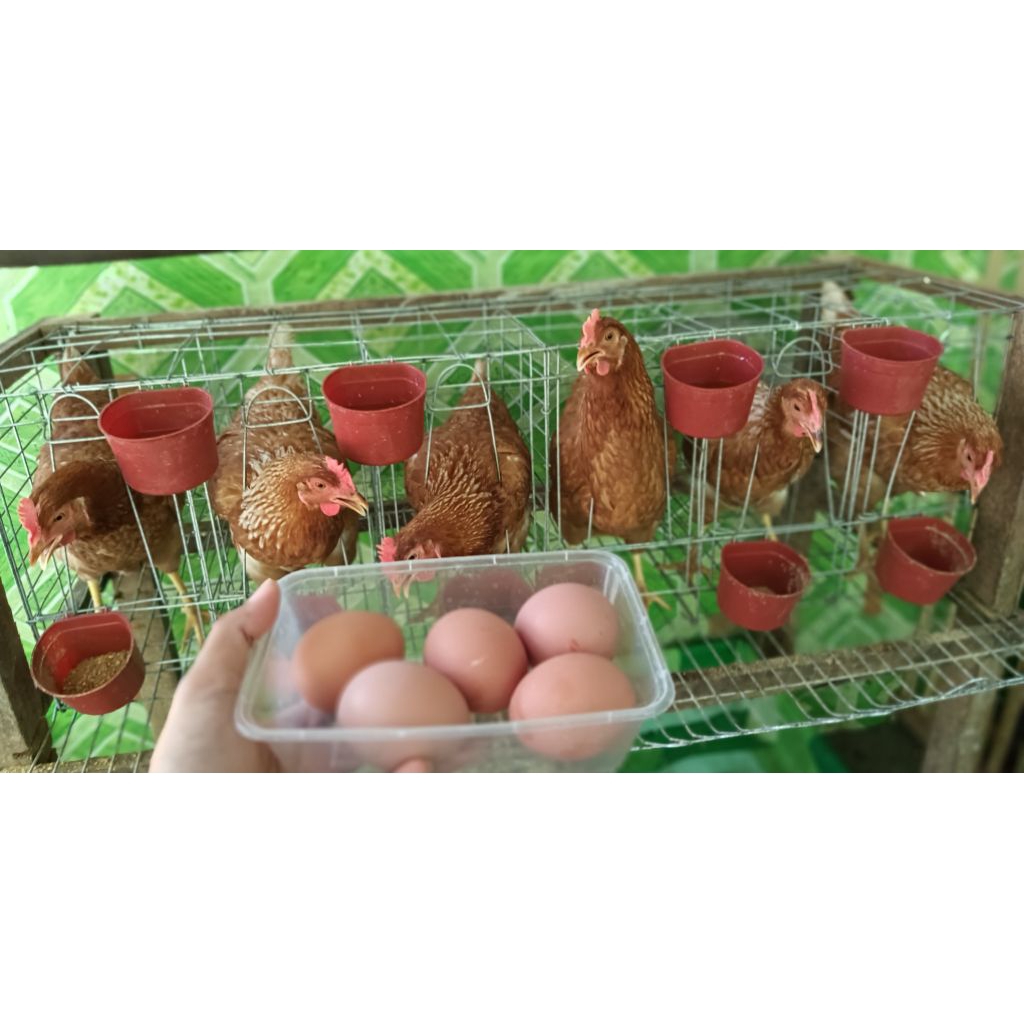 

TELUR AYAM FRESH
