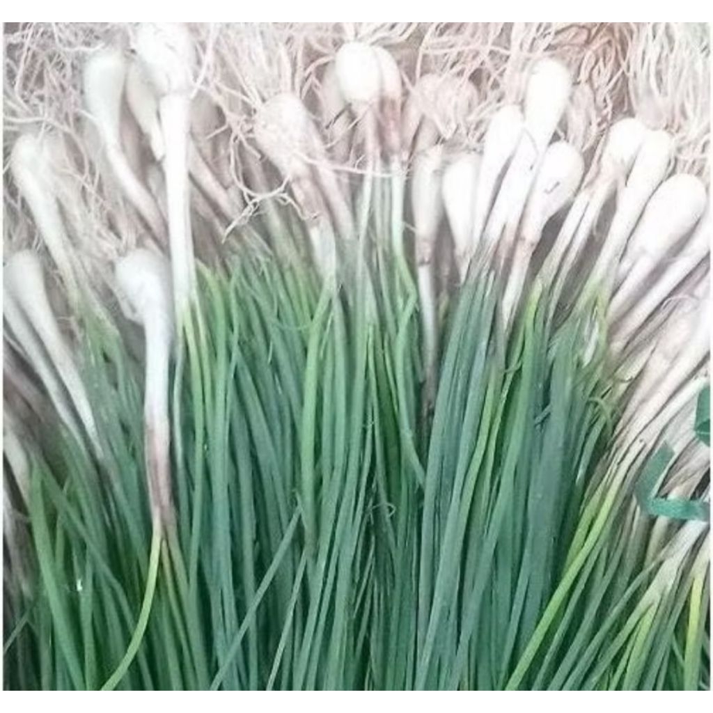 

bawang lokio 1000gram segar bawang batak