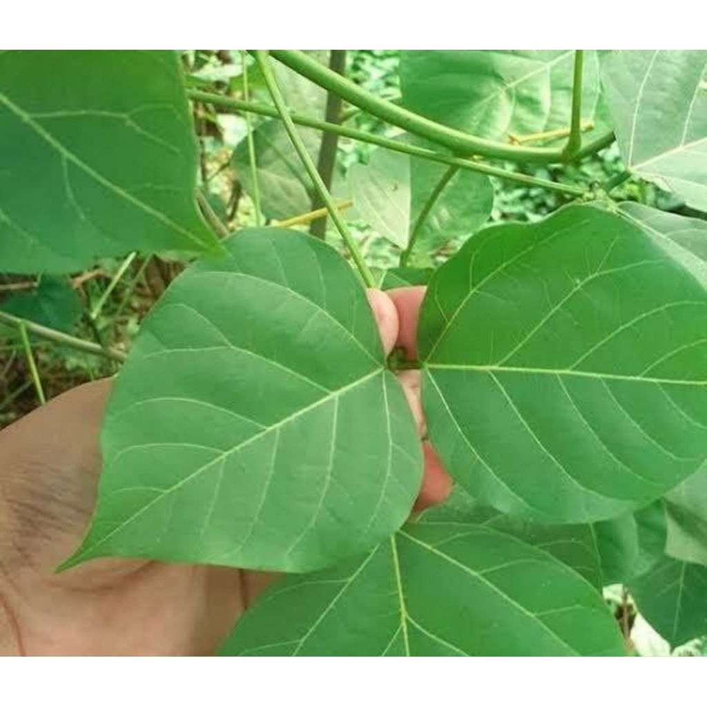 

Daun dadap serep segar petik langsung 50 lembar-az