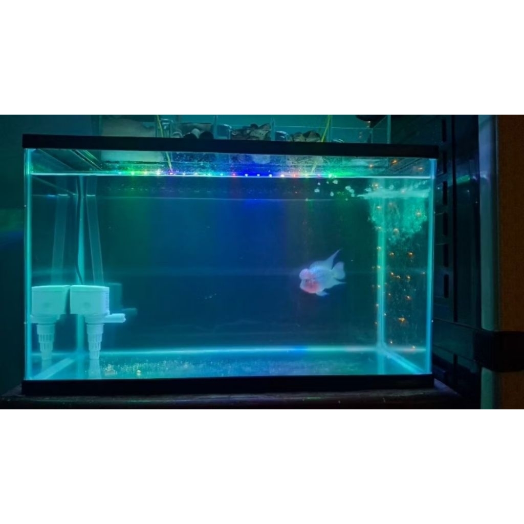 Aquarium Bahari 60Cm 60 G Paket Lengkap + Top Filter + Pompa + Pipa