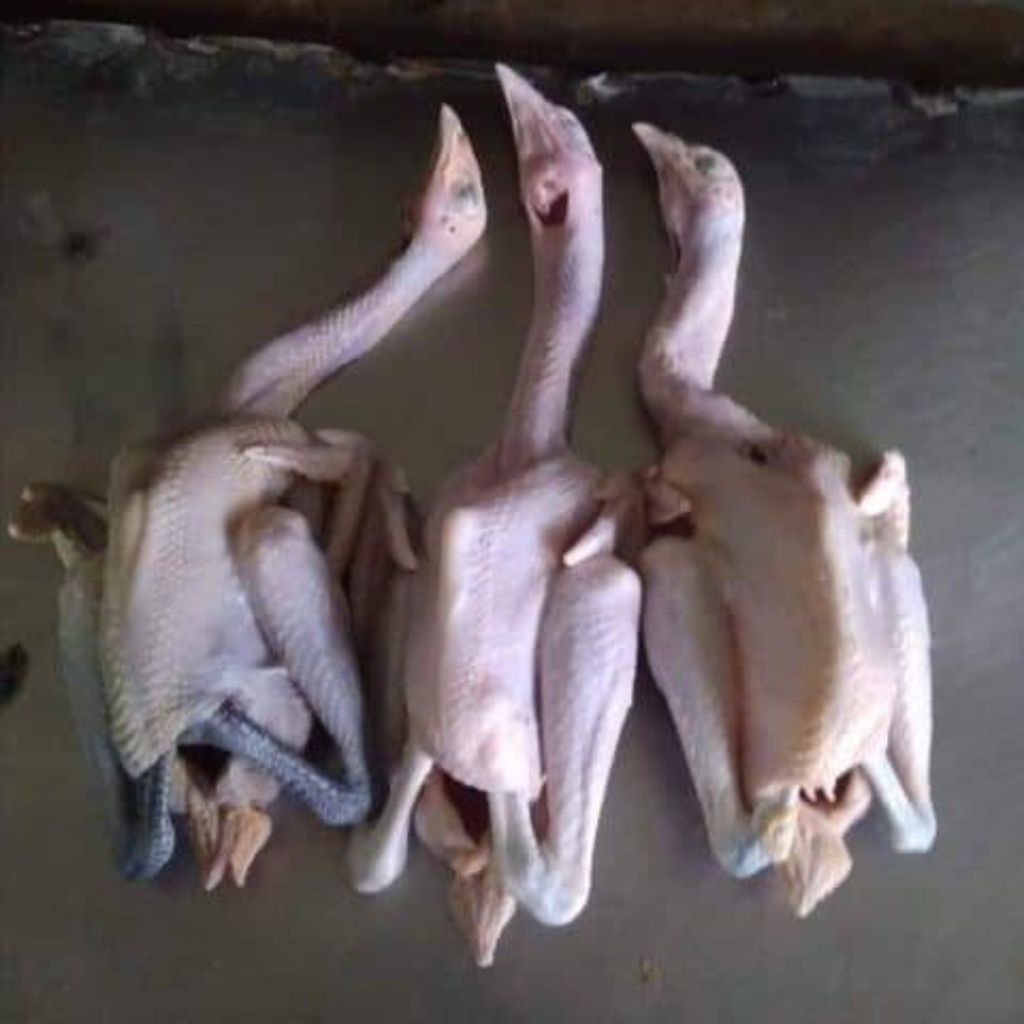 

Ayam kampung fresh segar 1.5kg/ ayam kampung fresh segar 1.5kg
