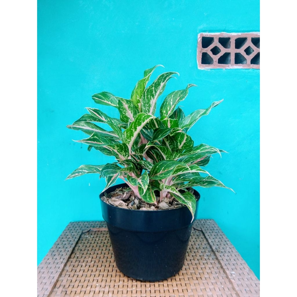 Aglonema Bidadari