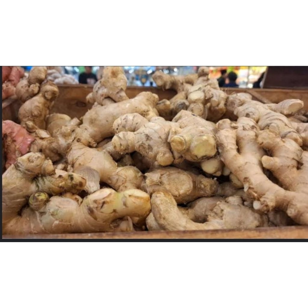 

Jahe gajah segar kualitas super pilihan langsung dari petani