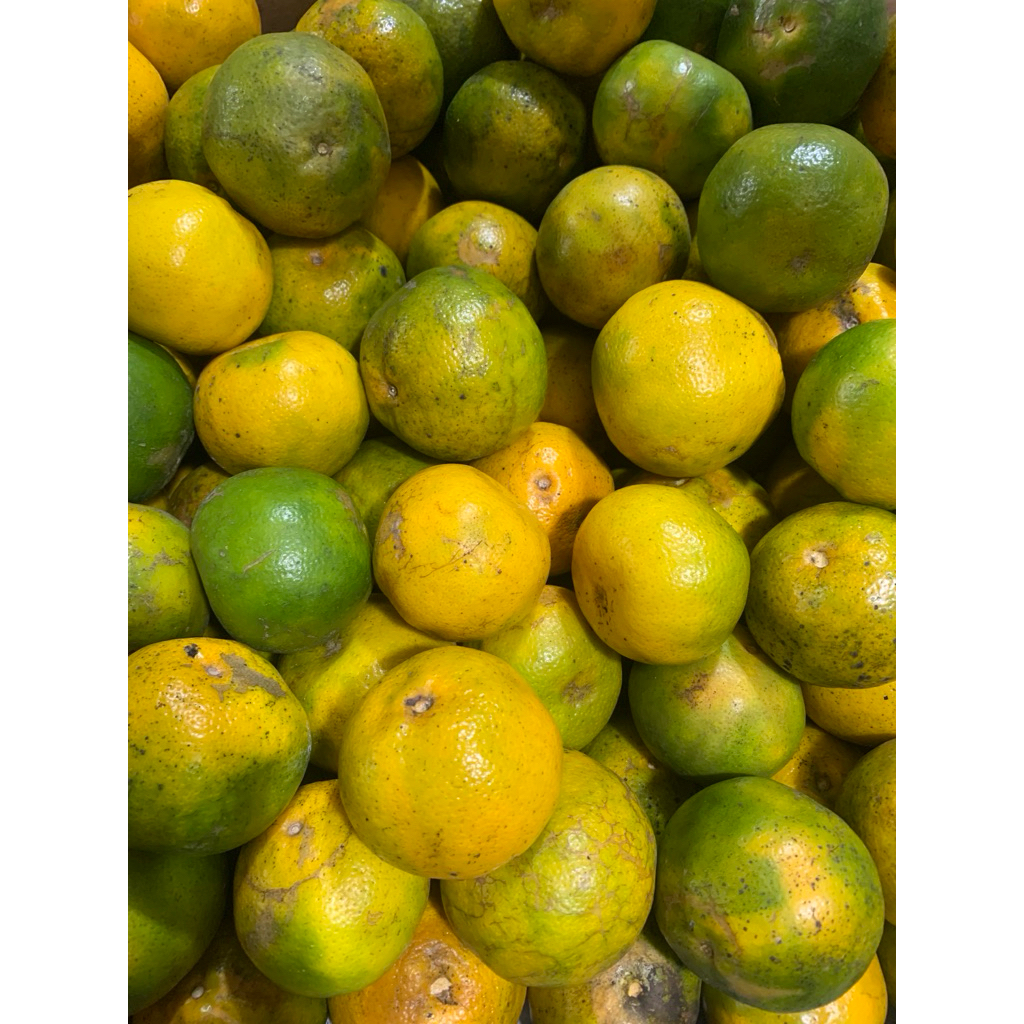 

Jeruk Siam Madu Malang