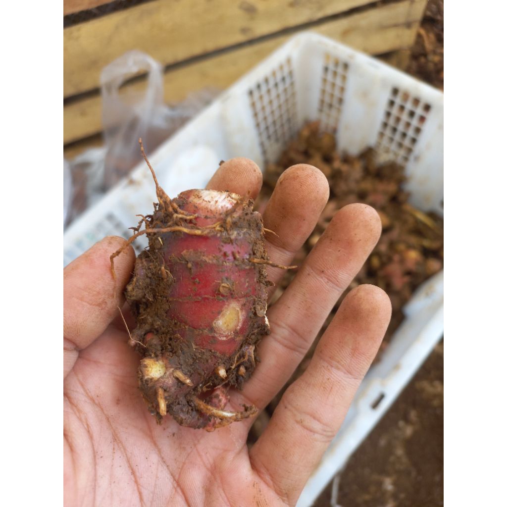 

jahe merah kecil 1kg