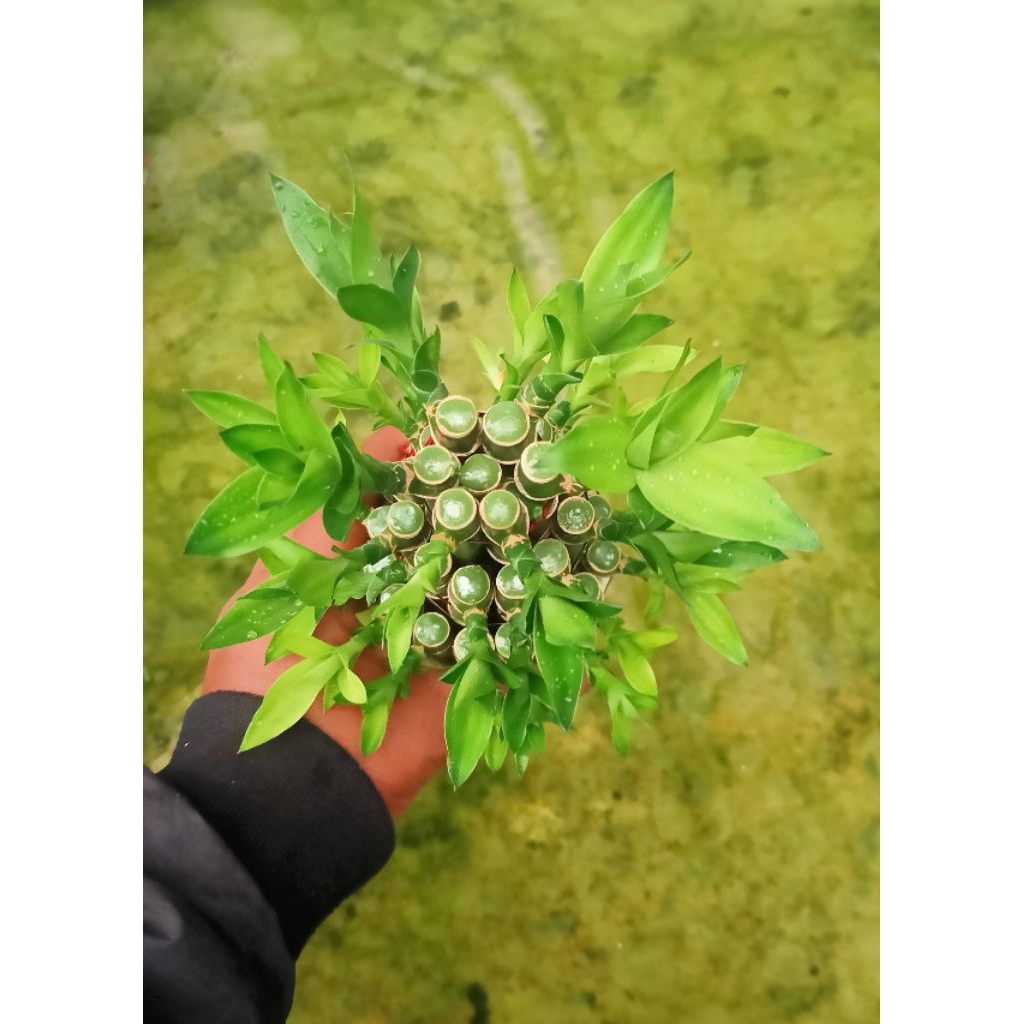 Tanaman hias hidup bambu hoki