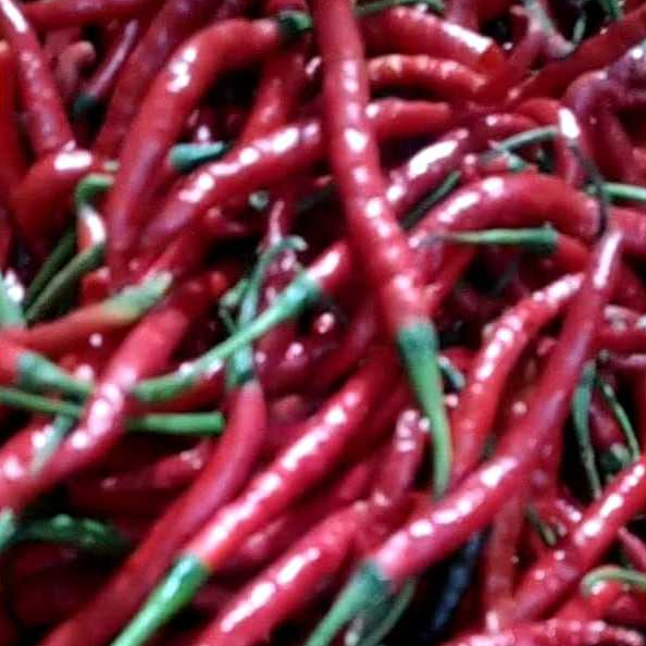 

Cabai Merah Keriting 1kg